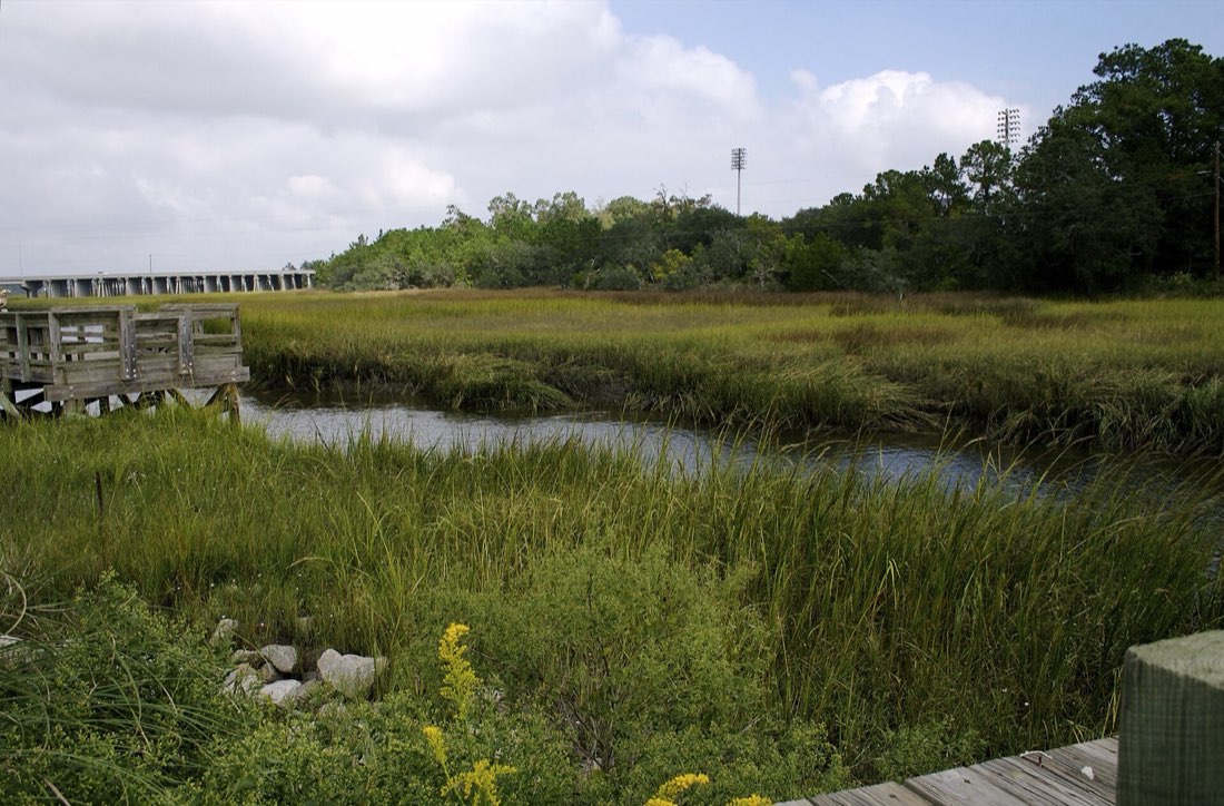Marsh on Daniel Island