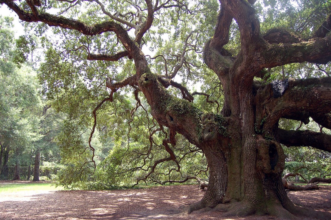 The Angel Oak on Johns Island